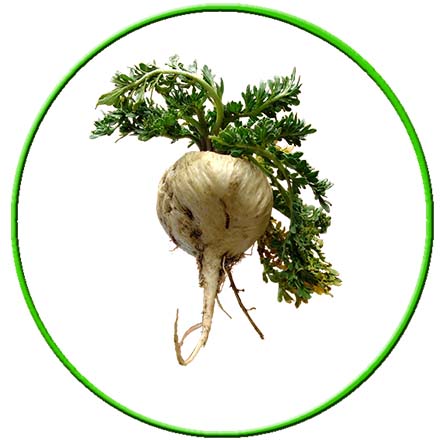 Royal D'Inca – Sâm Maca Peru và thảo mộc.