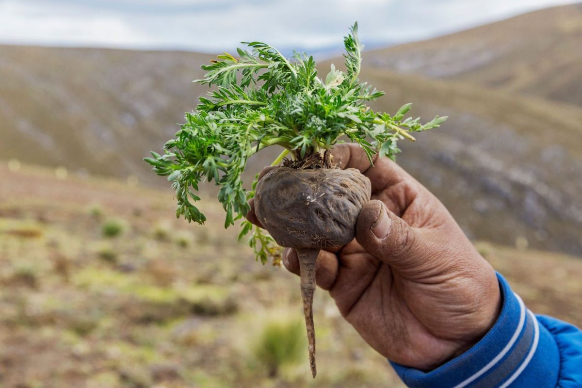 Royal D'Inca – Sâm Maca Peru và thảo mộc.